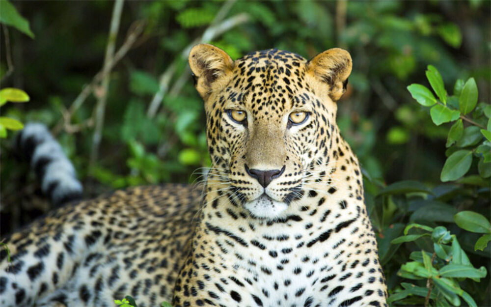 Galerij Sri Lanka Original Asia Istock luipaard algemeen jeepsafari yala wilpattu