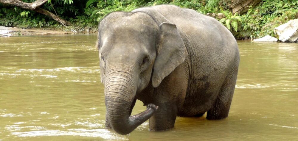 Home 1900x900 Indonesie Sumatra orang oetan bukit lawang