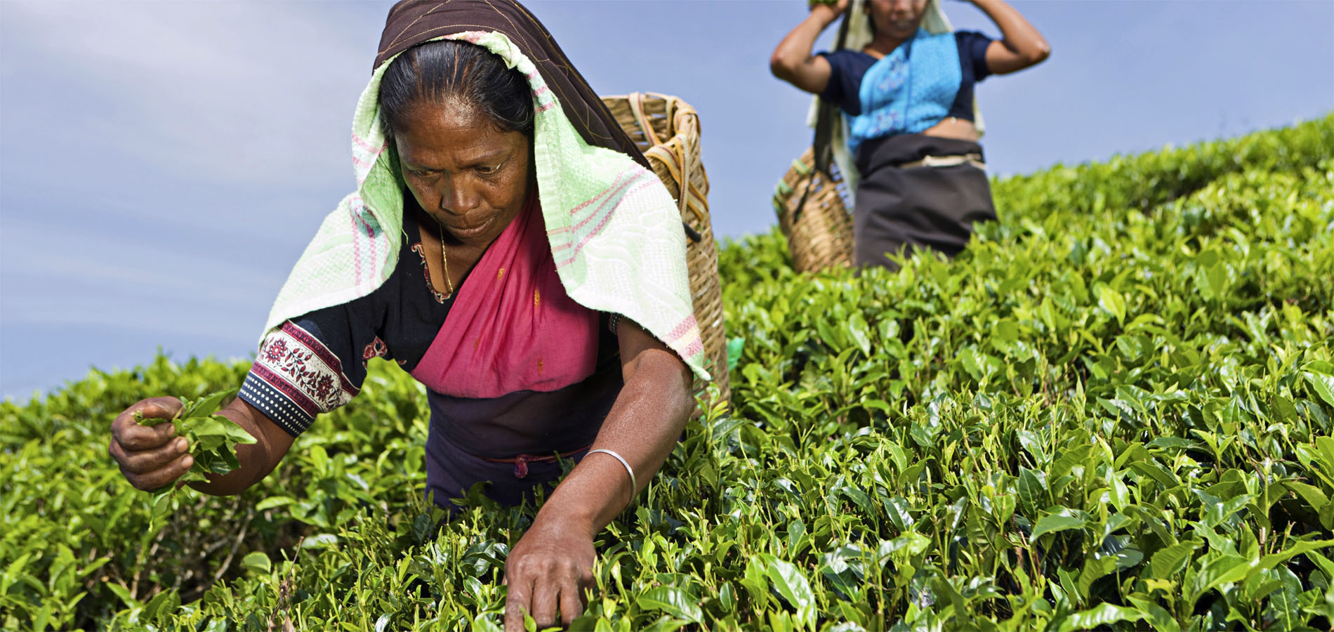 Home 1900x900 Istock Sri Lanka Nuwara Eliya Ella theepluksters plantage velden