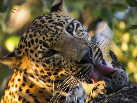 Home 1900x900 Istock Sri Lanka Zuid Yala Minneriya wilpattu wasgamuwa national park luipaard closeup Yala Tissamaharama