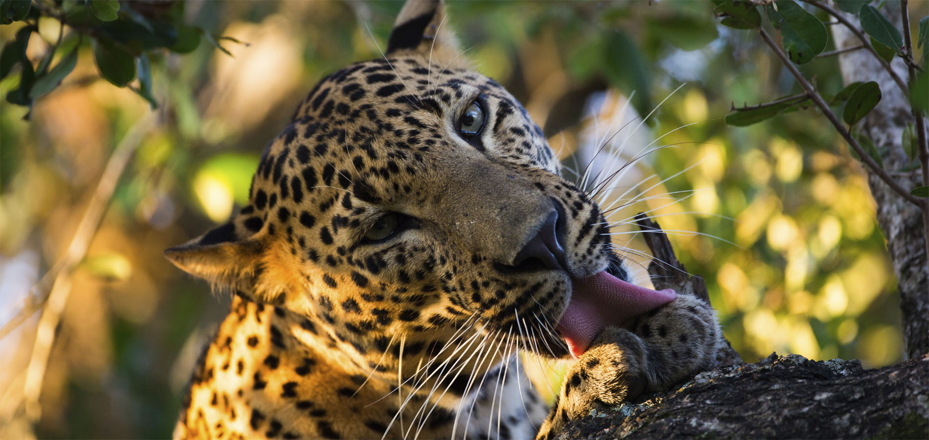 Home 1900x900 Istock Sri Lanka Zuid Yala Minneriya wilpattu wasgamuwa national park luipaard closeup Yala Tissamaharama