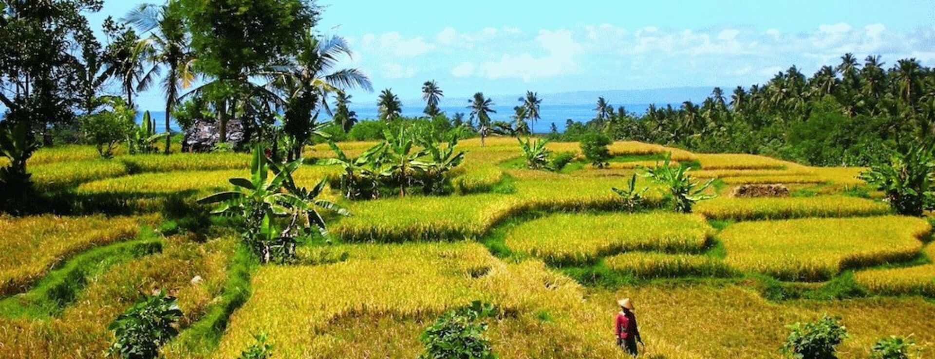 Hotel Bali Pekutatan Puri Dajuma Cottages