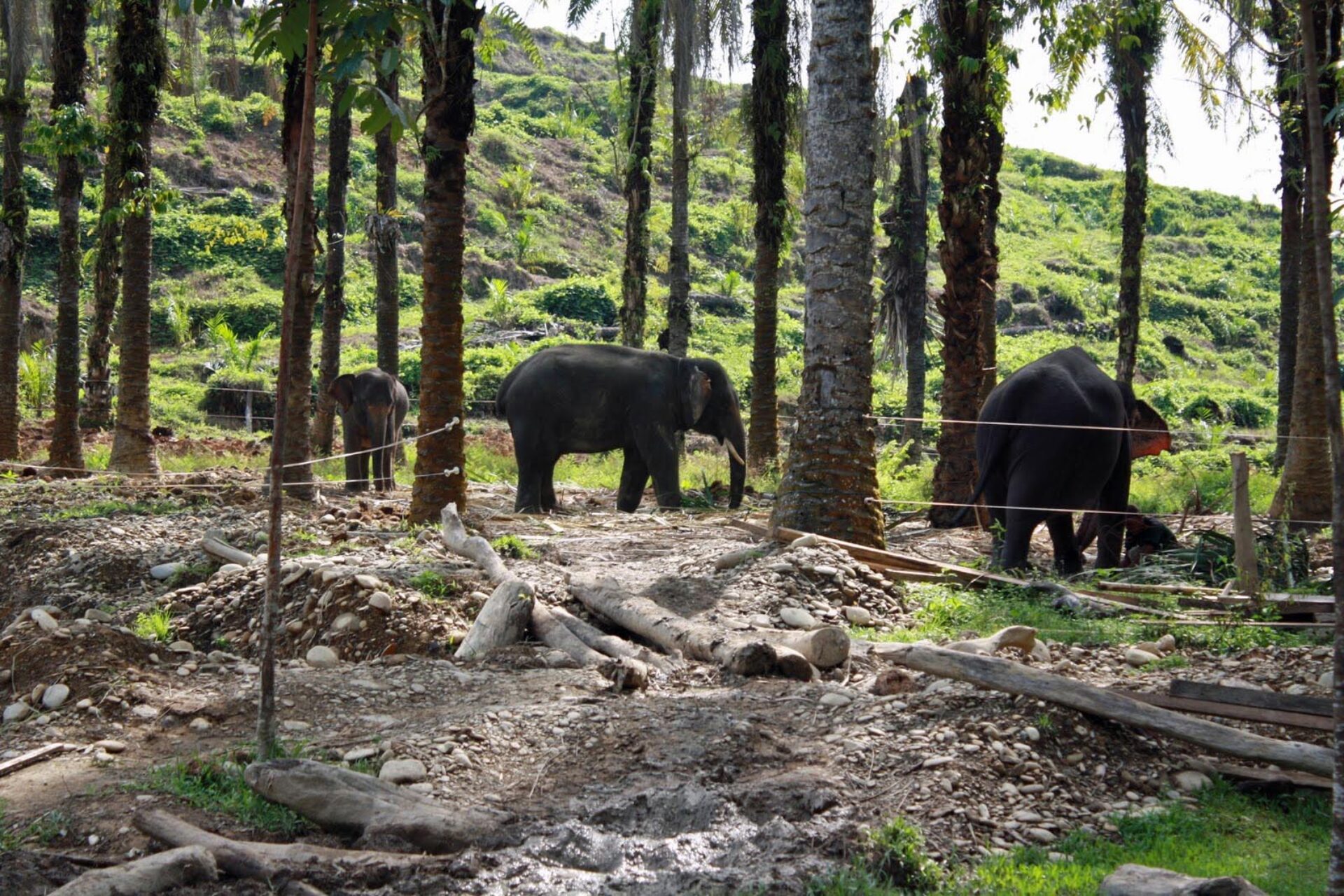 Hotel Sumatra Gunung Leuser Tangkahan mega inn guesthouse
