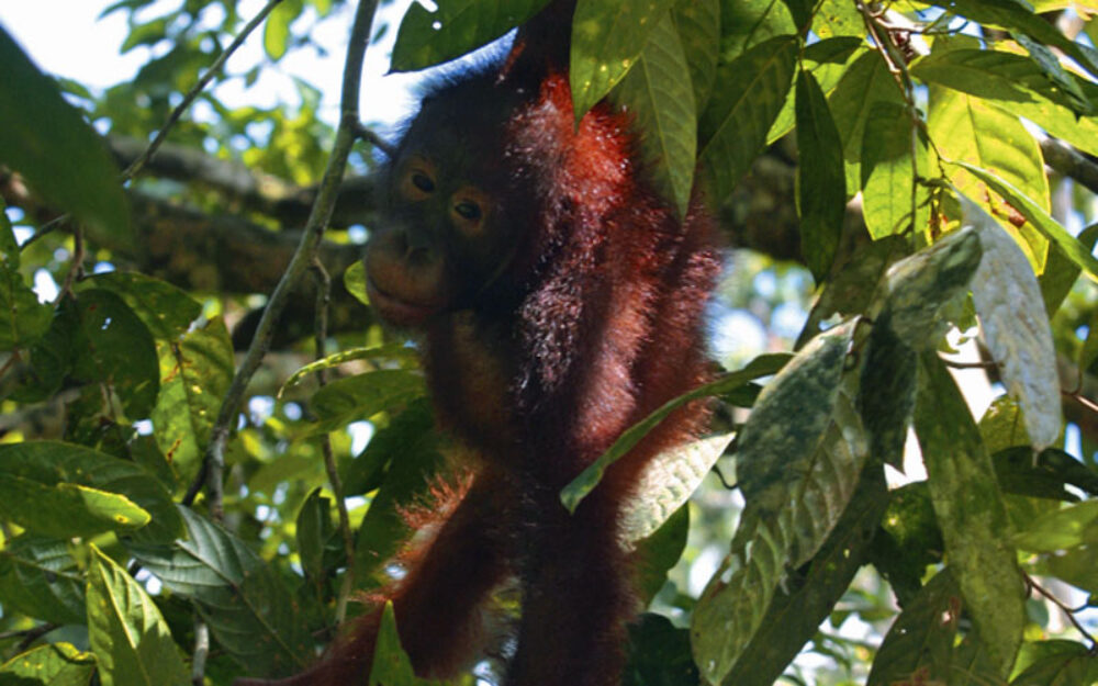 Hotel Maleisie Oost Rondreis Vakantie Borneo Sandakan Bilit Rainforest Lodge