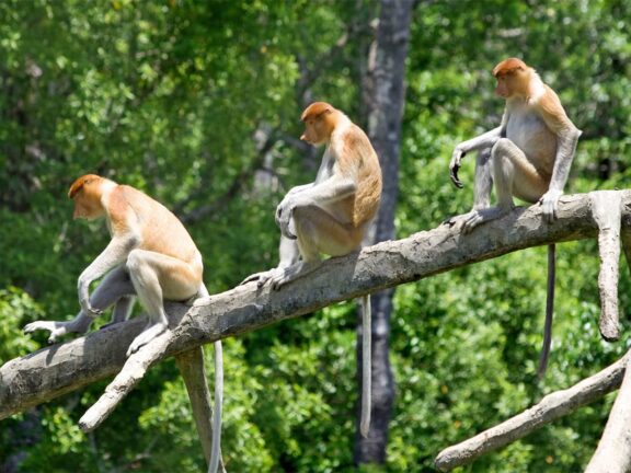 Maleisie Borneo Headhunters Trail