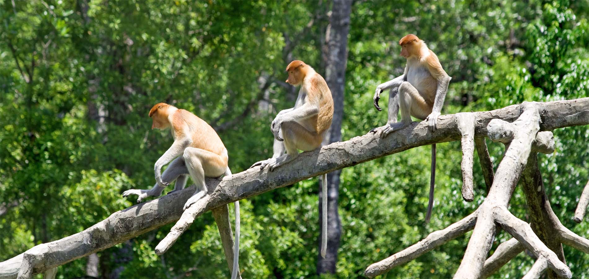 Maleisie Borneo Headhunters Trail