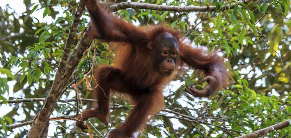 Plantation in Cameron Highlands, Malaysia