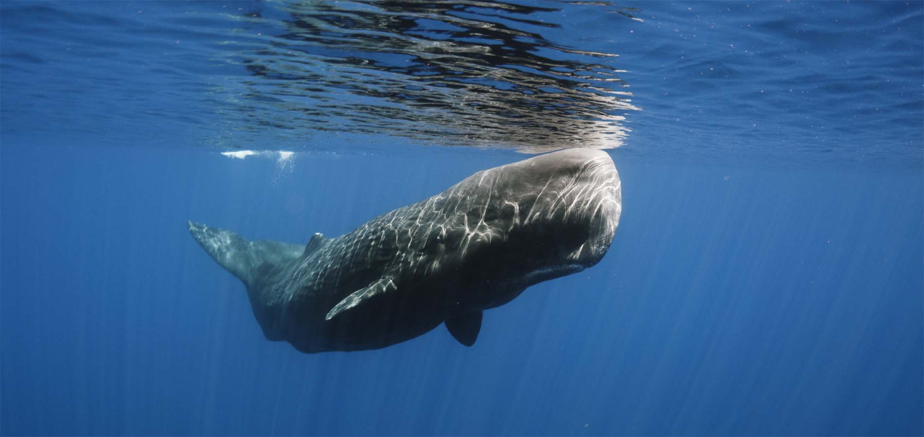 De walvissen van Sri Lanka