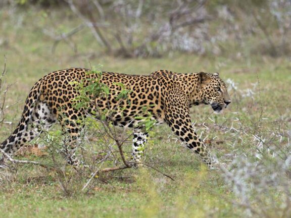 Rondreis eco natuur Sri Lanka De ultieme Eilandsafari