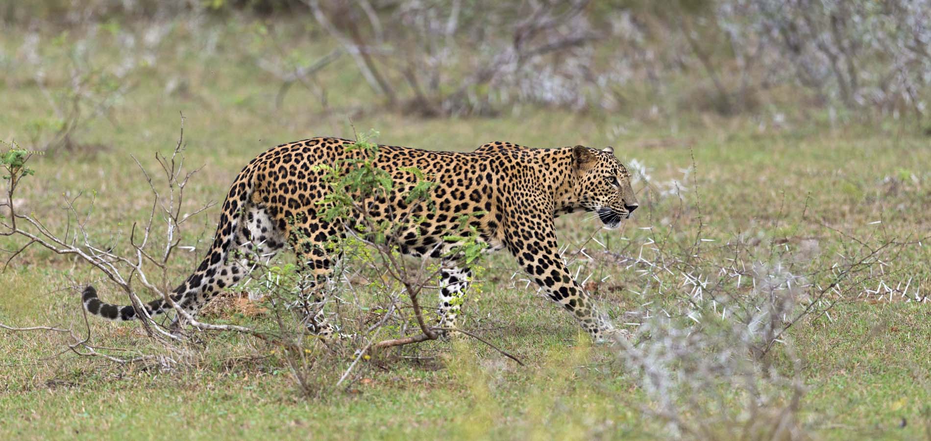 Rondreis eco natuur Sri Lanka De ultieme Eilandsafari