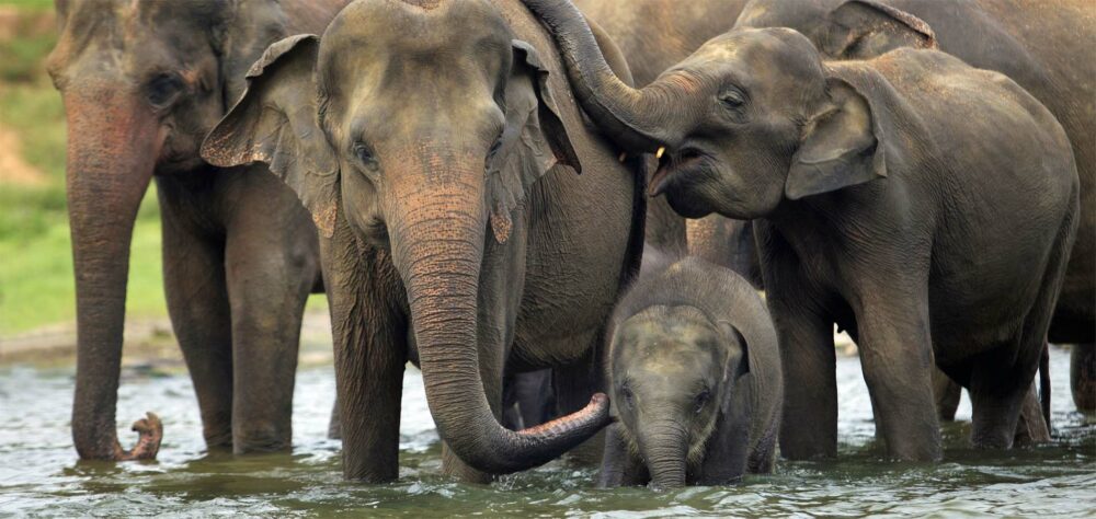 Home Istock Sri Lanka zuid tangalle beach mooi strand