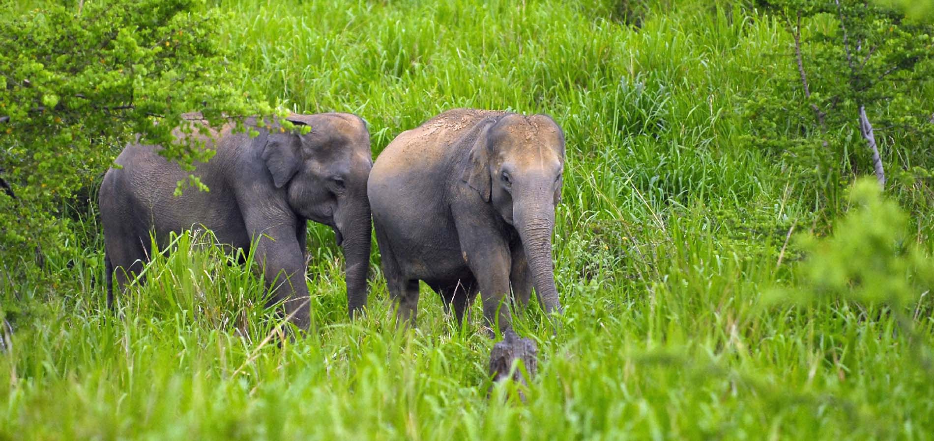 Rondreis Bouwsteen Sri Lanka apen en olifanten