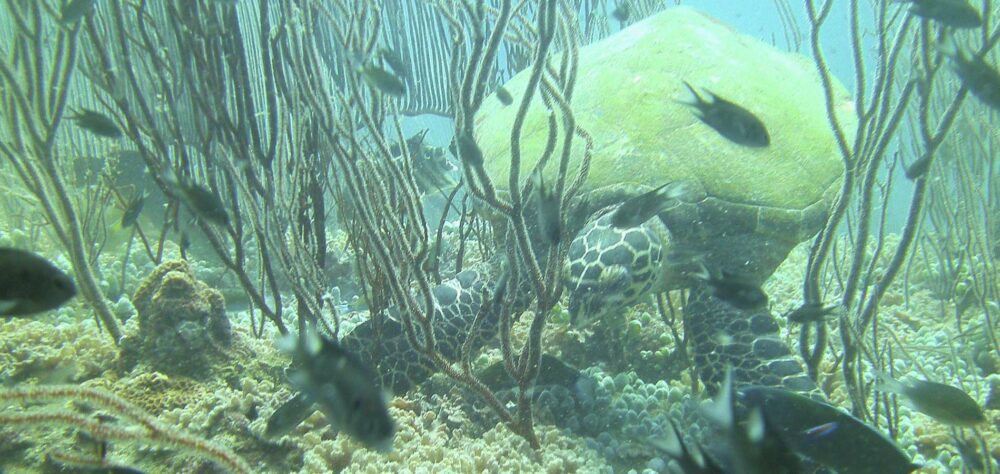 Home 1900x900 Indonesie Istock Java Oost Bromo sunrise zonsopkomst ondergang sunset mooi rood