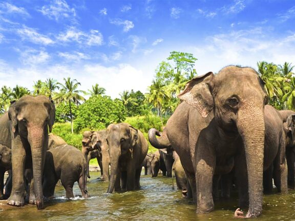 Original Sri Lanka Rondreis