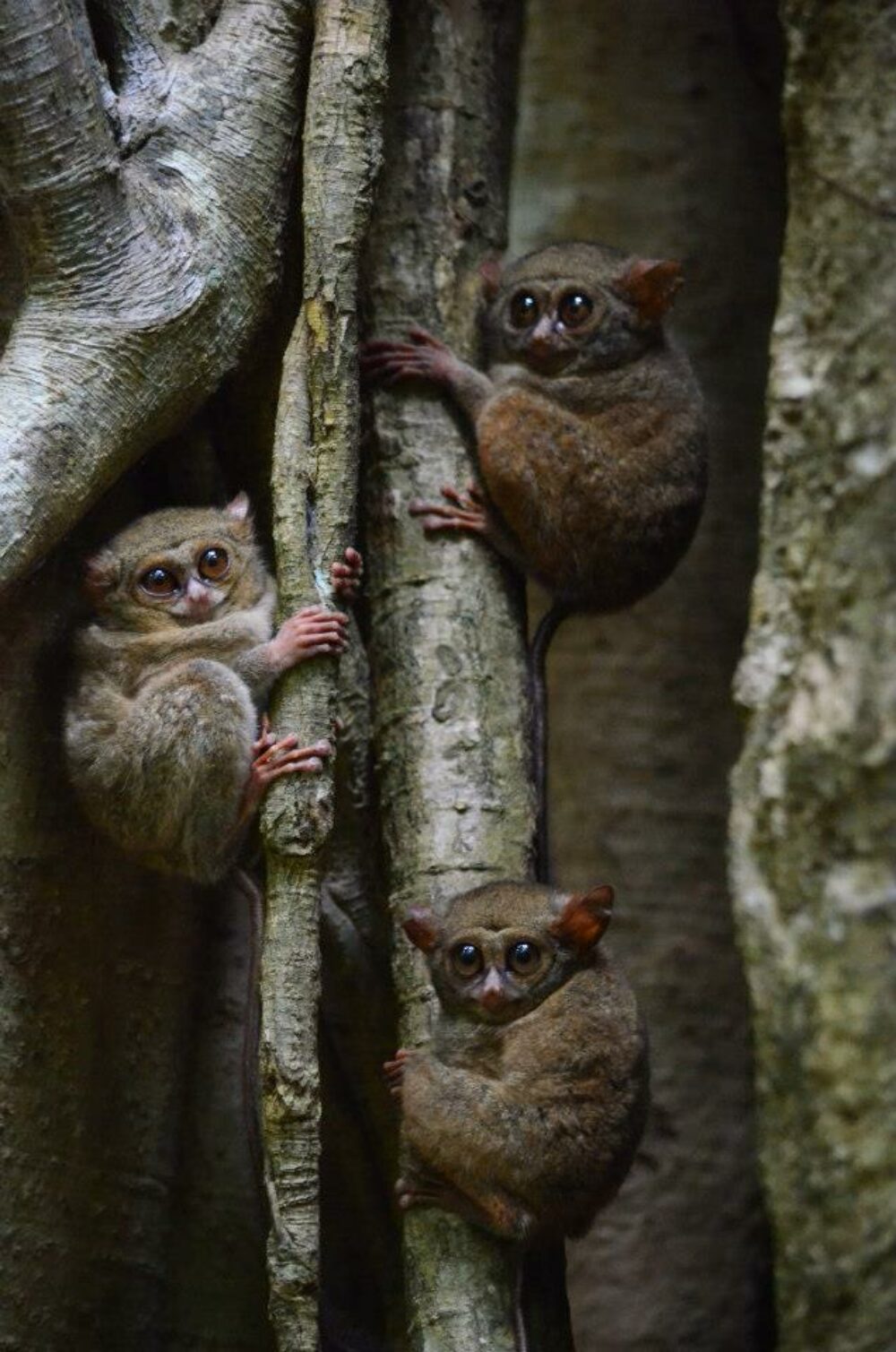 Hotel Indonesie Sulawesi Manado Vakantie Rondreis Noord Tangkoko National Park Tangkoko Lodge