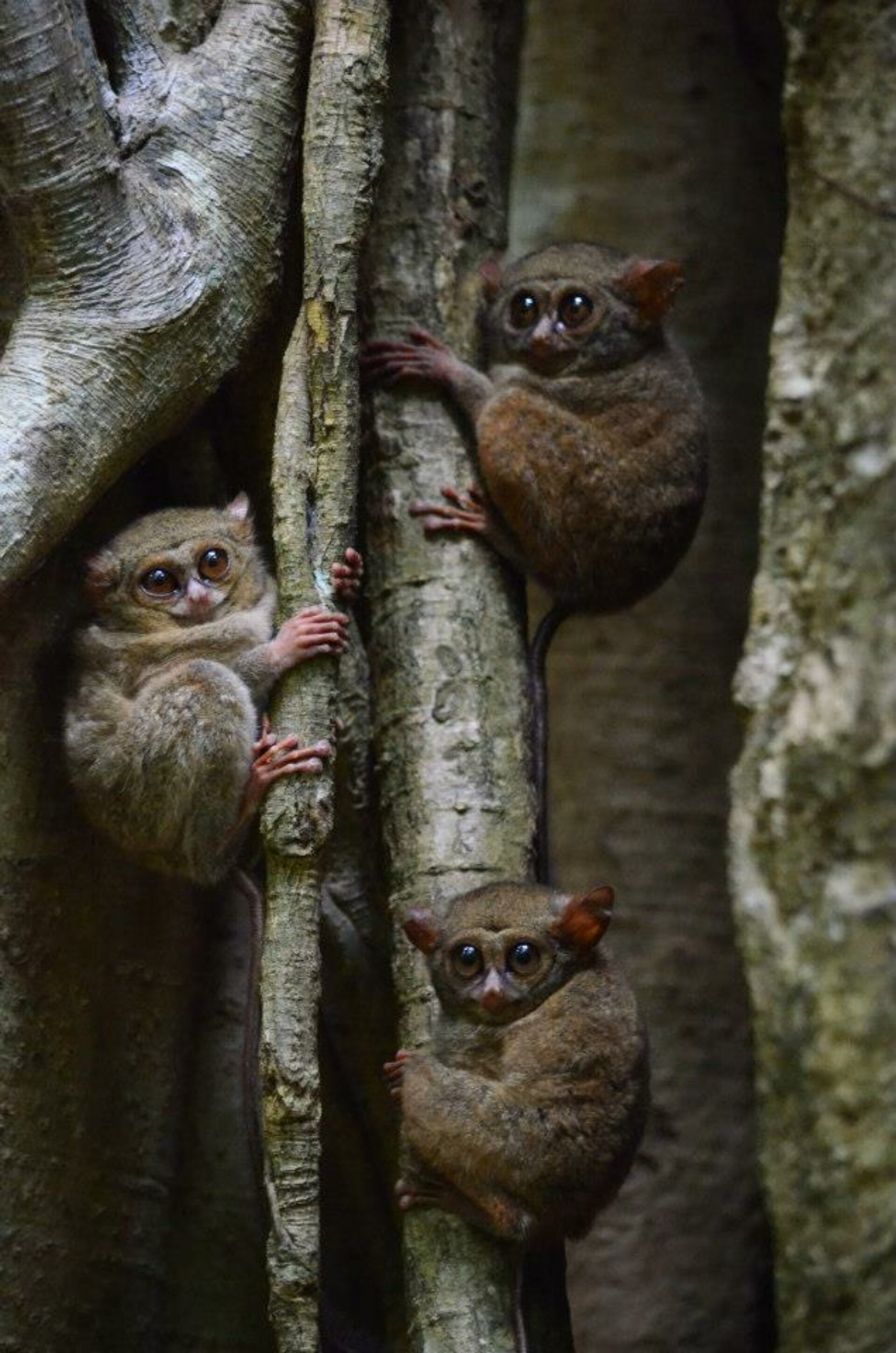Hotel Indonesie Sulawesi Manado Vakantie Rondreis Noord Tangkoko National Park Tangkoko Lodge