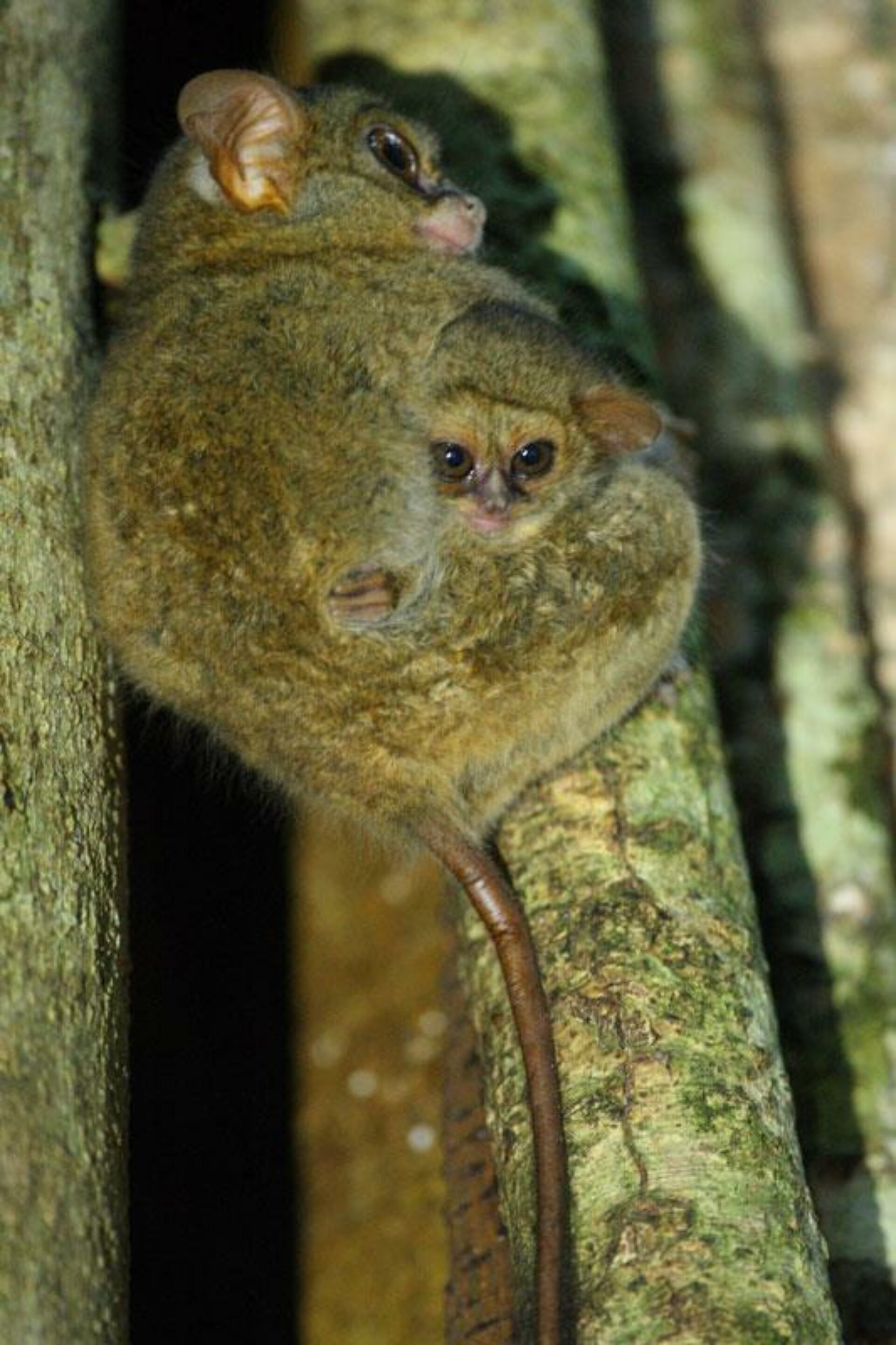 Hotel Indonesie Sulawesi Manado Vakantie Rondreis Noord Tangkoko National Park Tangkoko Lodge