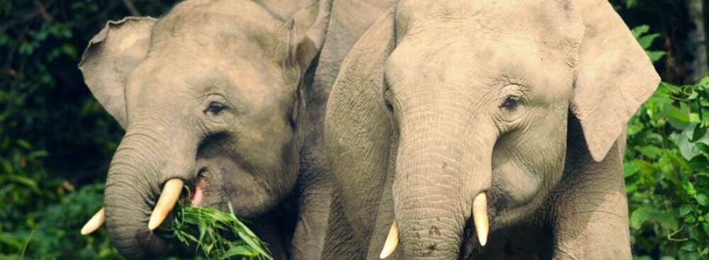 Hotel Maleisie Borneo Rondreis Vakantie Bilit Sukau Rainforest Lodge