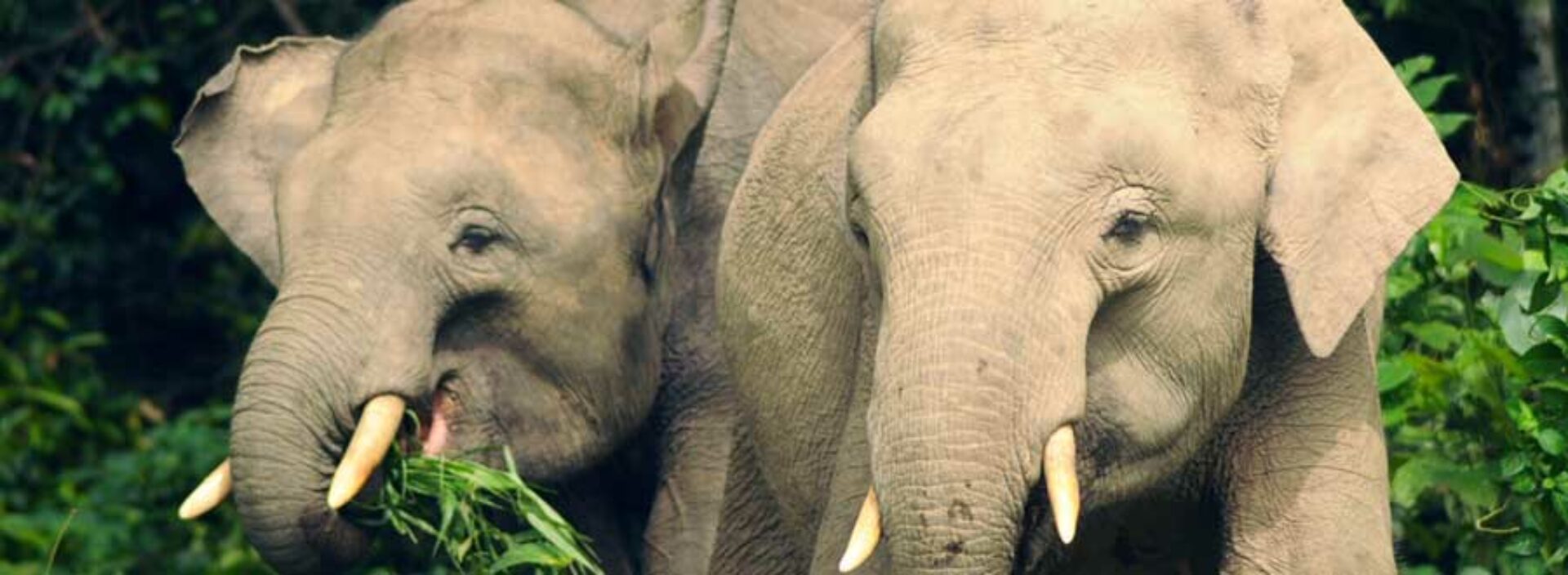 Hotel Maleisie Borneo Rondreis Vakantie Bilit Sukau Rainforest Lodge