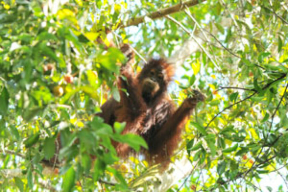 Hotel Maleisie Oost Rondreis Vakantie Borneo Sandakan Bilit Rainforest Lodge