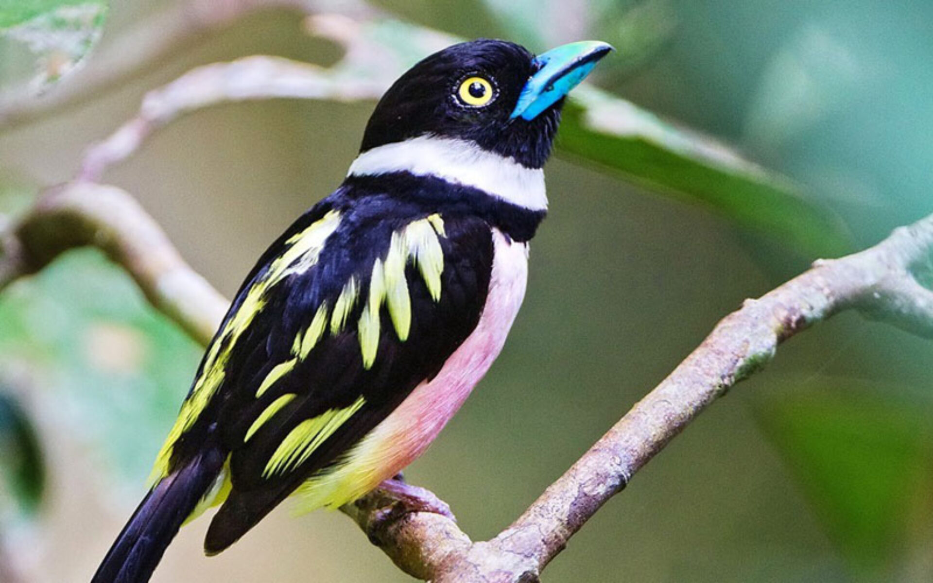 Hotel Maleisie Borneo Rondreis Vakantie Sandakan Sepilok Jungle Resort