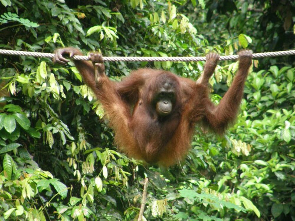 Hotel Maleisie Borneo Rondreis Vakantie Sandakan Sepilok Nature Resort