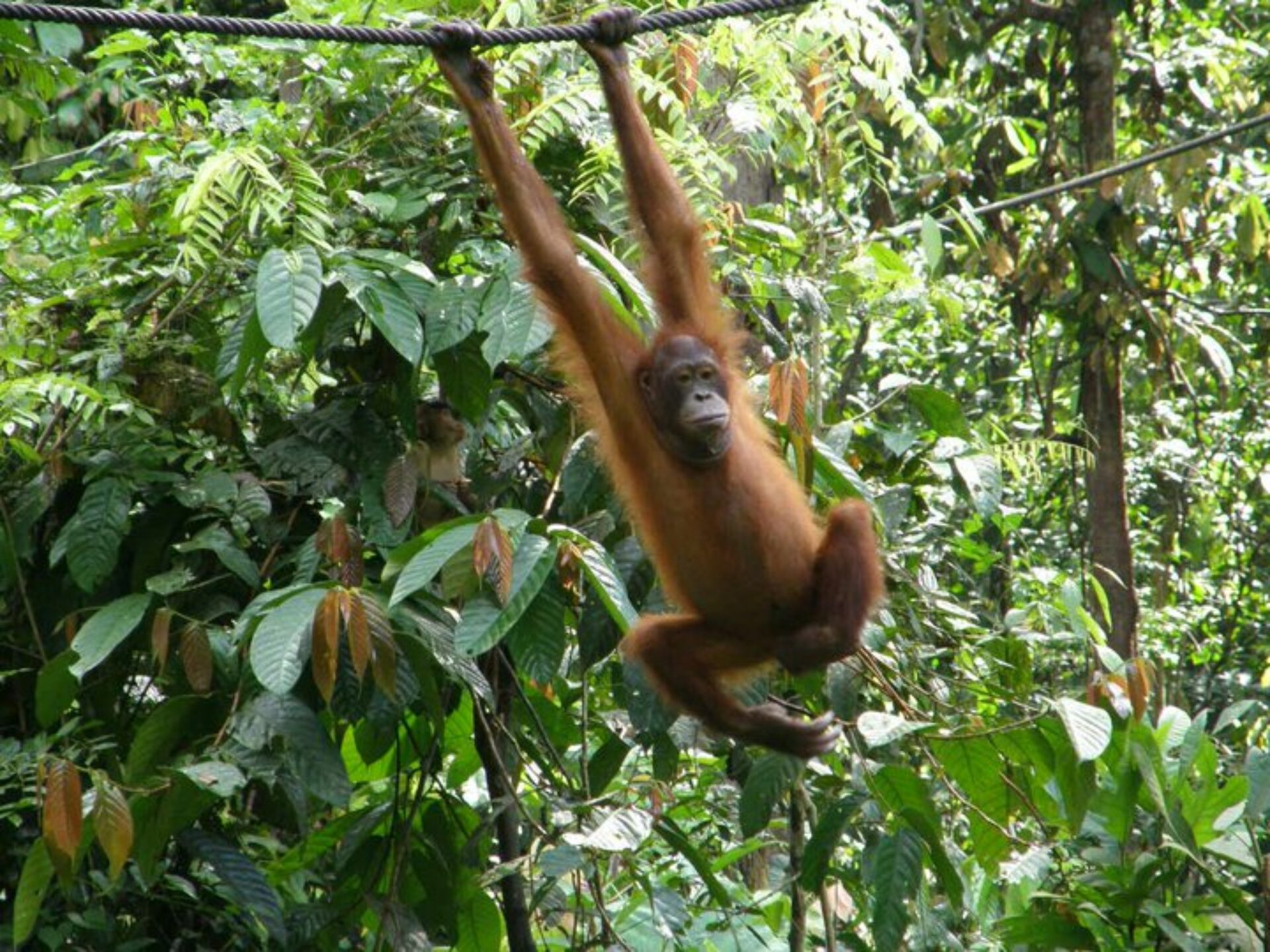 Hotel Maleisie Borneo Rondreis Vakantie Sandakan Sepilok Nature Resort Hotel Maleisie Borneo Rondreis Vakantie Sandakan Sepilok Nature Resort