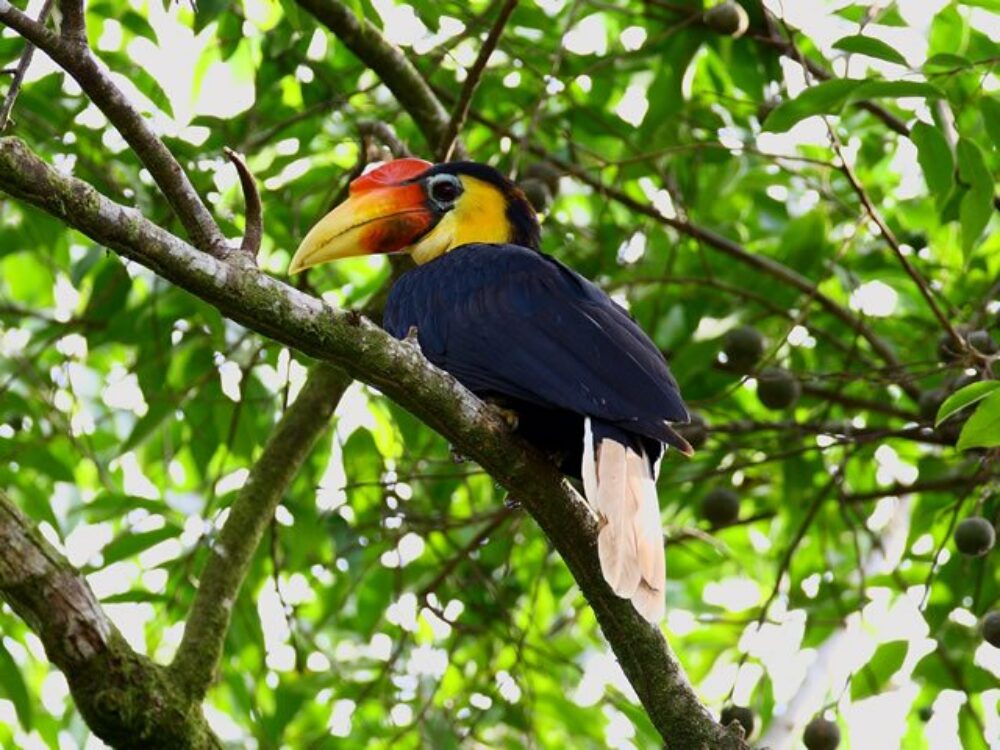 Hotel Maleisie Oost Rondreis Vakantie Borneo Sandakan Bilit Rainforest Lodge