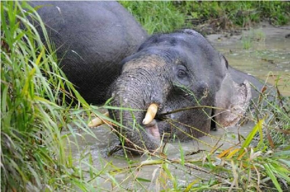 Hotel Maleisie Oost Rondreis Vakantie Borneo Sandakan Bilit Rainforest Lodge