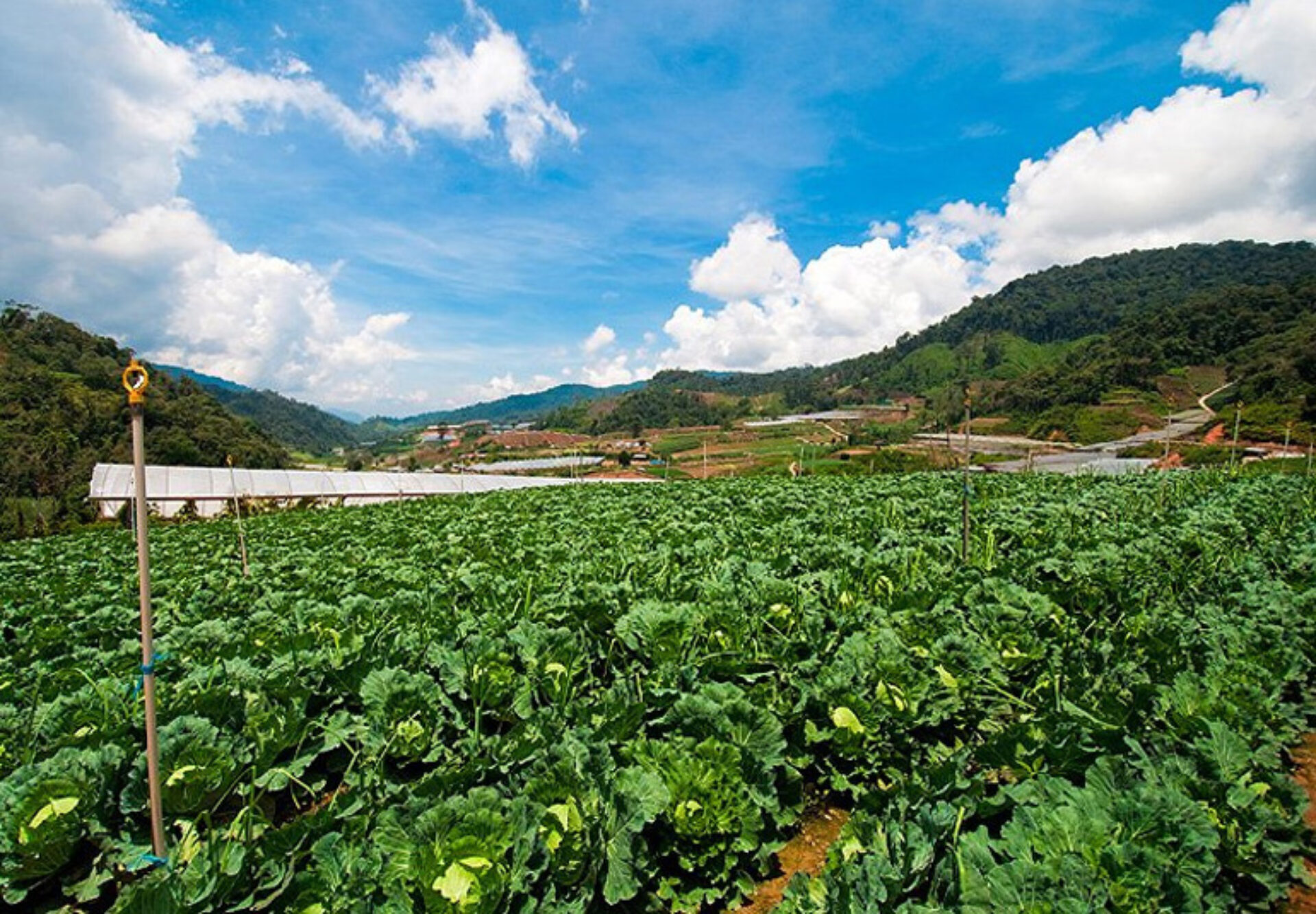 Hotel Maleisie Vakantie Rondreis Cameron Highlands Strawberry Park Resort