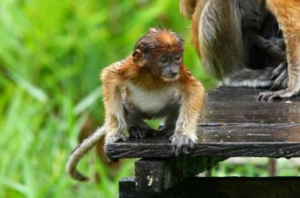 Hotel Maleisie Vakantie Rondreis Mutiara Taman Negara Resort