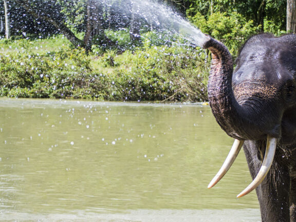 Home 1900x900 Indonesie Sumatra Istock Tangkahan olifant