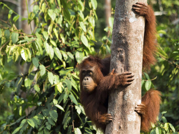 Home 1900x900 Indonesie Sumatra Istock Tangkahan orangoetan gunung leuser bukit lawang ketambe