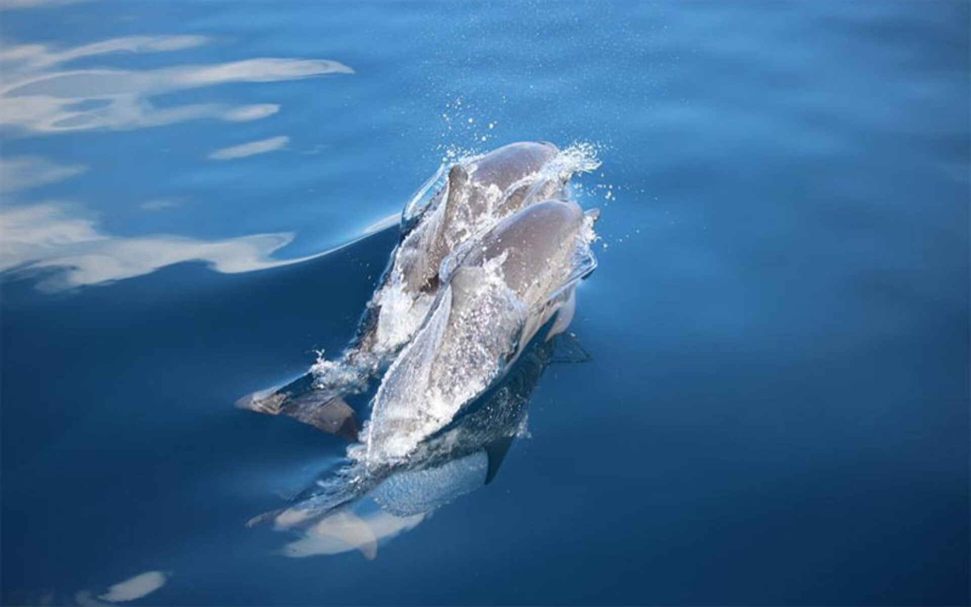 Hotel Freddies Santai Sumurtiga Original Asia Rondreis Sumatra Pulau Weh Vakantie