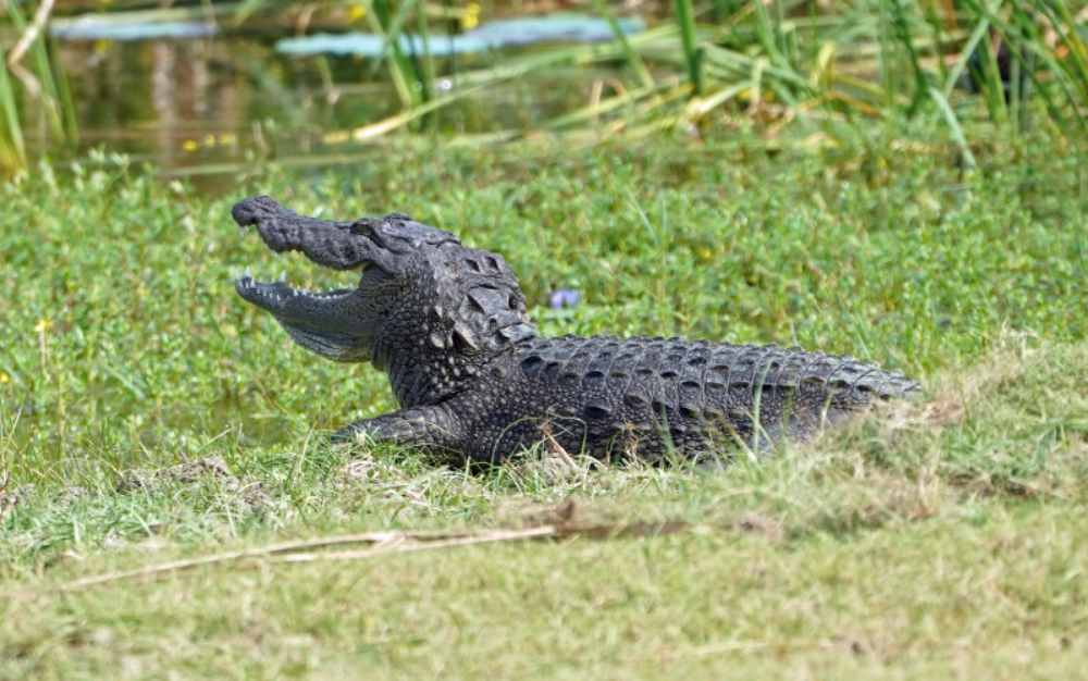 Galerij 800x500 Sri Lanka Original Asia Wilpattu Yala Bundala Wasgamu Udawalawe natuur krokodil