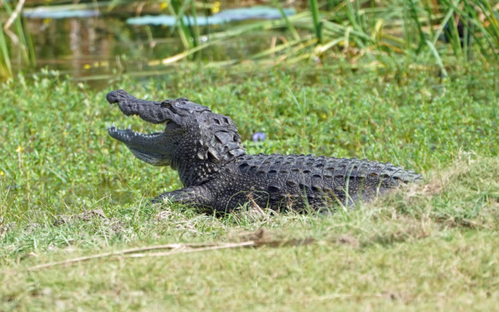 Galerij 800x500 Sri Lanka Original Asia Wilpattu Yala Bundala Wasgamu Udawalawe natuur krokodil