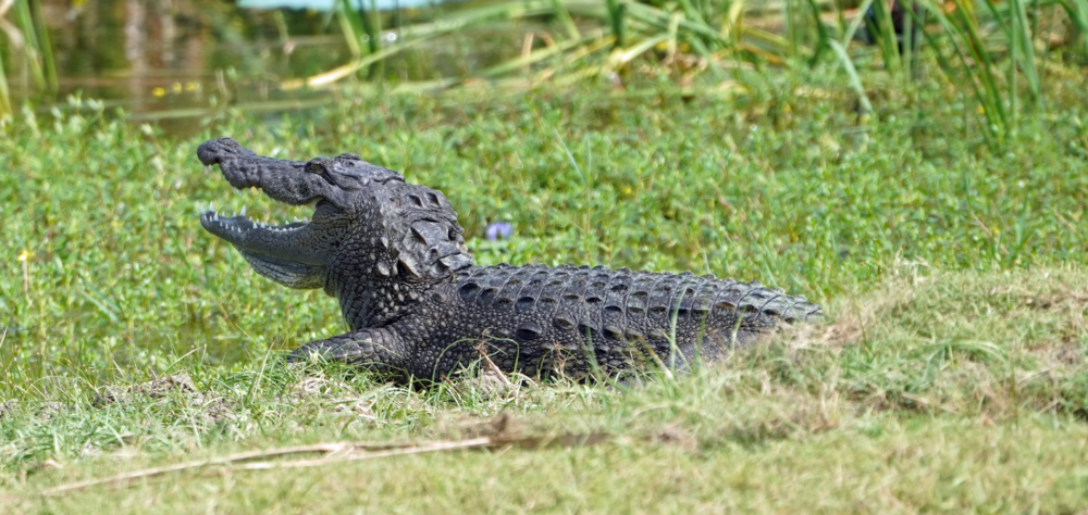 Home Istock Sri Lanka zuid tangalle beach mooi strand