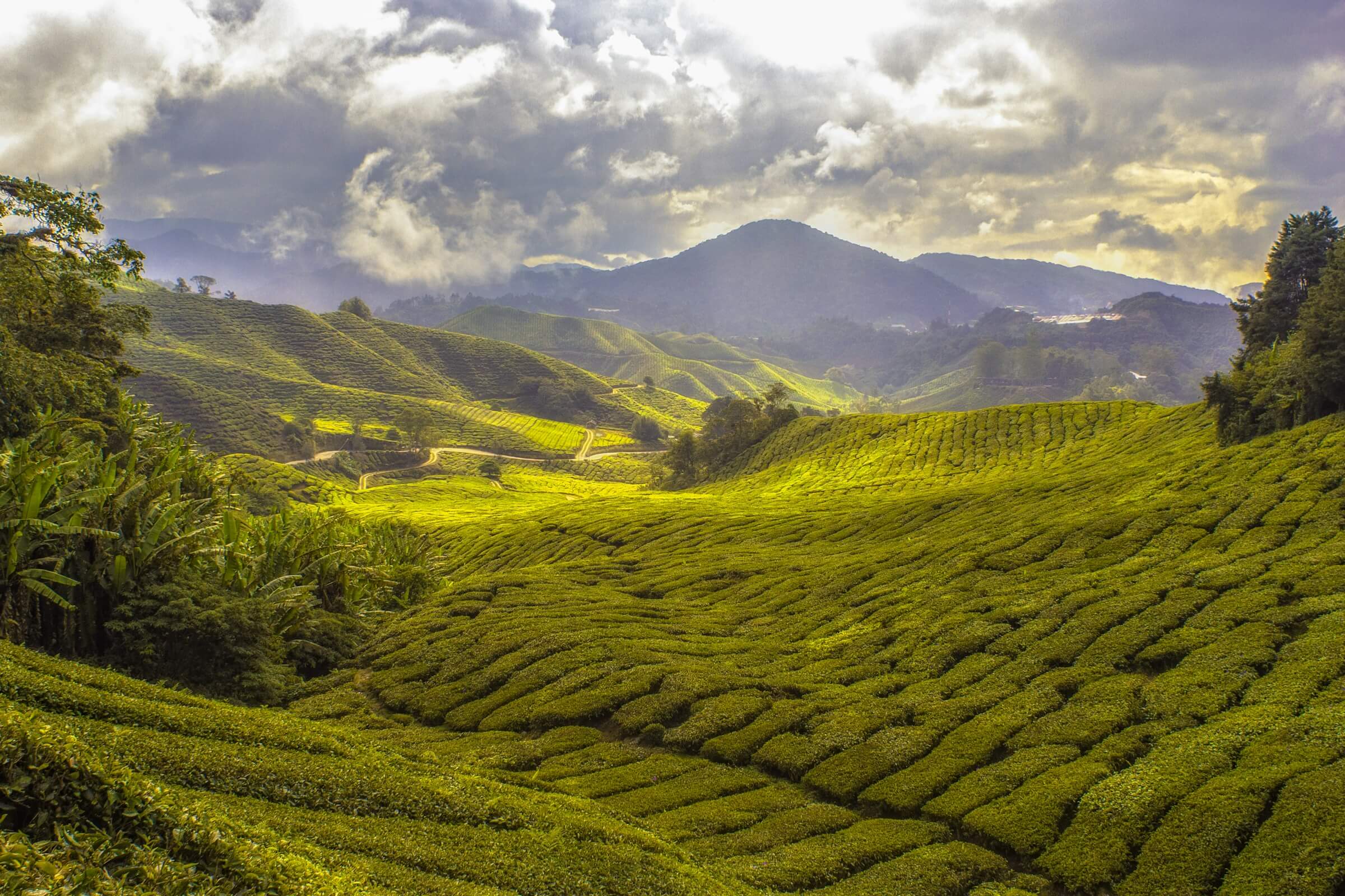 Plantation in Cameron Highlands, Malaysia