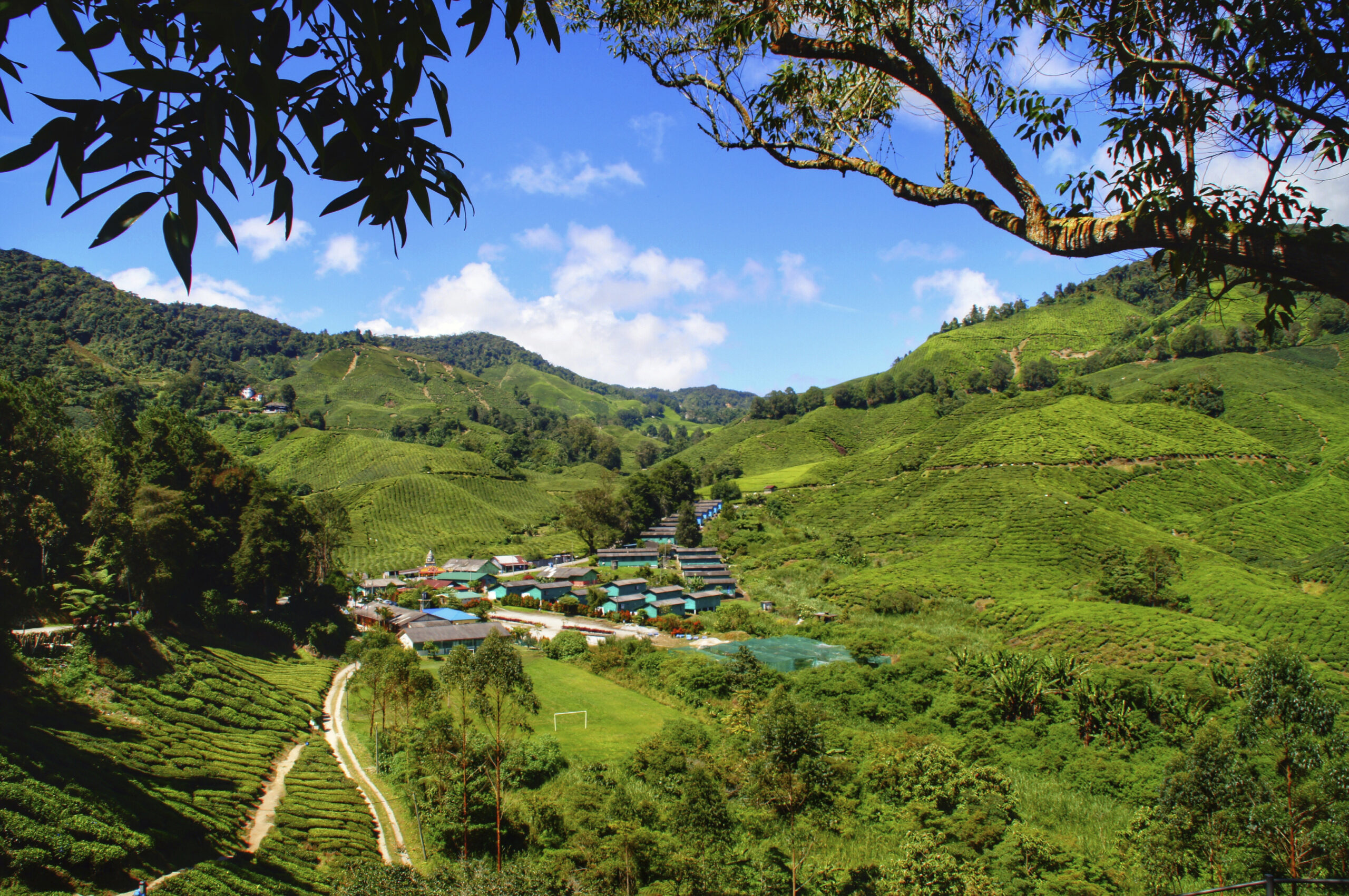 home Istock Maleisie West Cameron Highlands theevelden