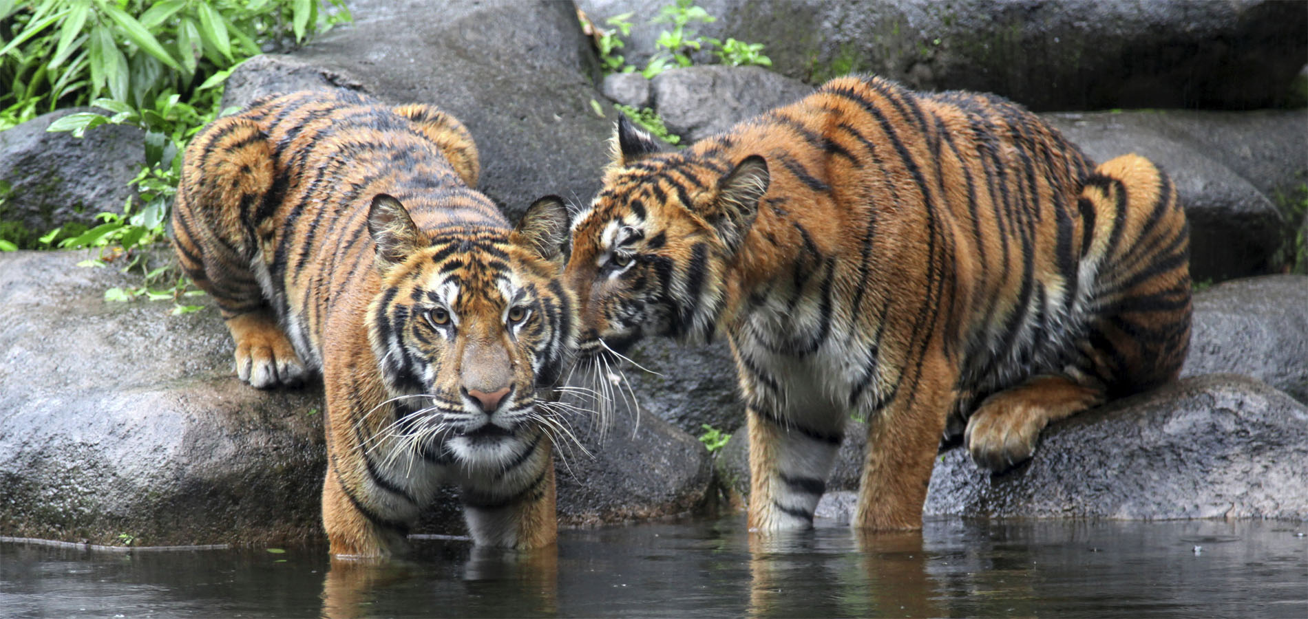 Home 1900x900 Indonesie Sumatra Istock sumatraanse tijgers kerinci national park natuur