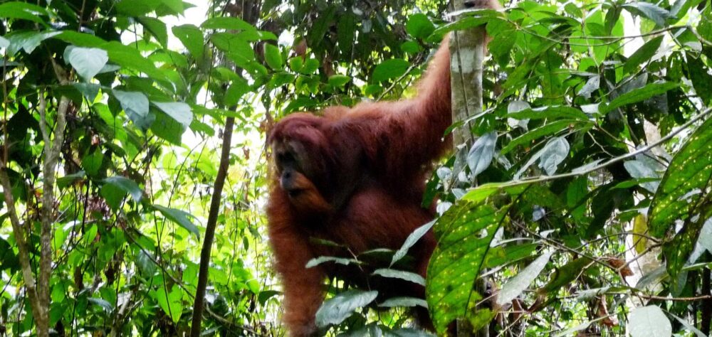 Plantation in Cameron Highlands, Malaysia