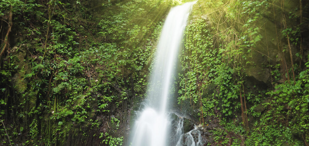 Home 1900x900 Indonesie Sumatra orang oetan bukit lawang