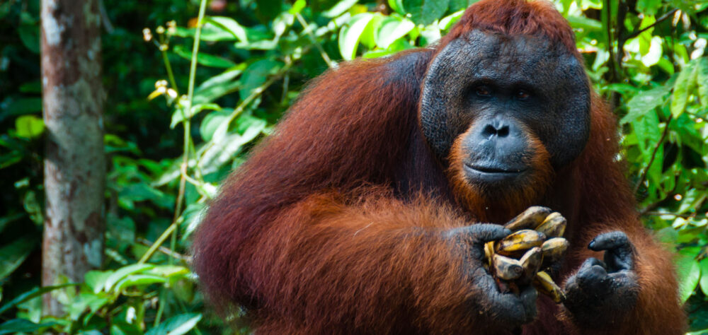 Home Original Asia Indonesië Rondreis Bali Rondreis Nusa Penida kelingkeling beach aerial mooiste