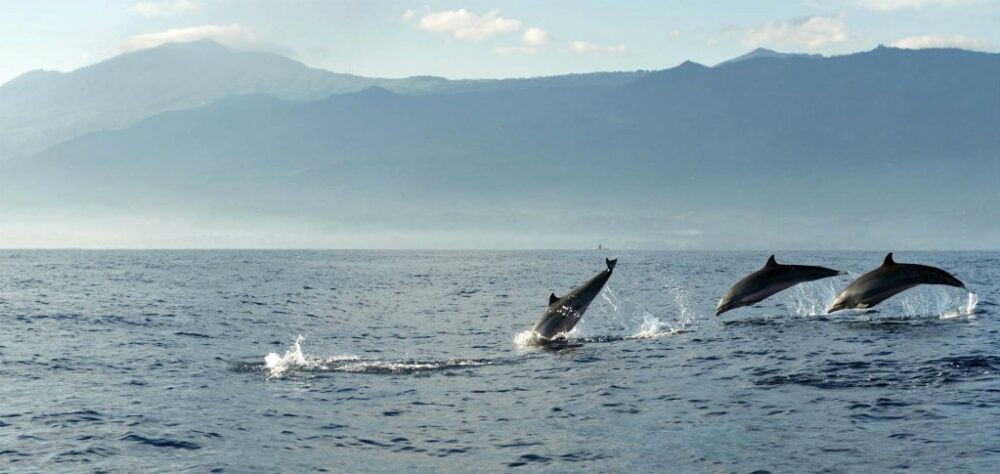 Holiday Villa Beach Resort Langkawi Rondreis Malaysia Vakantie Original Asia