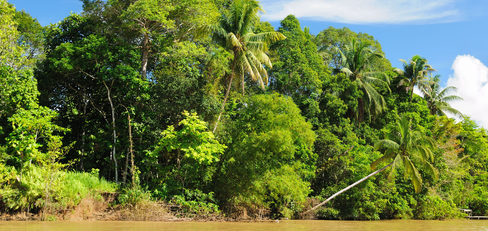 Home 1900x900 kalimantan Indonesie regenwoud jungle pangkalan bun