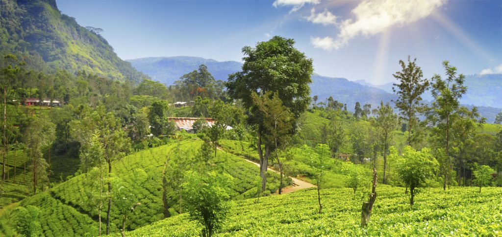 Home-1900x900-Istock-Rondreis-Sri-Lanka-Vietnam-Original-Asia-Nuwara-Eliya-Ella-theevelden-algemeen-mooi-1024x485