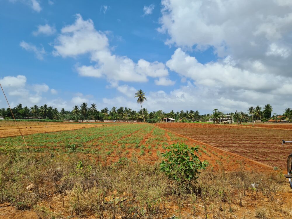 Home Sri Lanka Istock rondreis vakantie original Asia jaffna landschap
