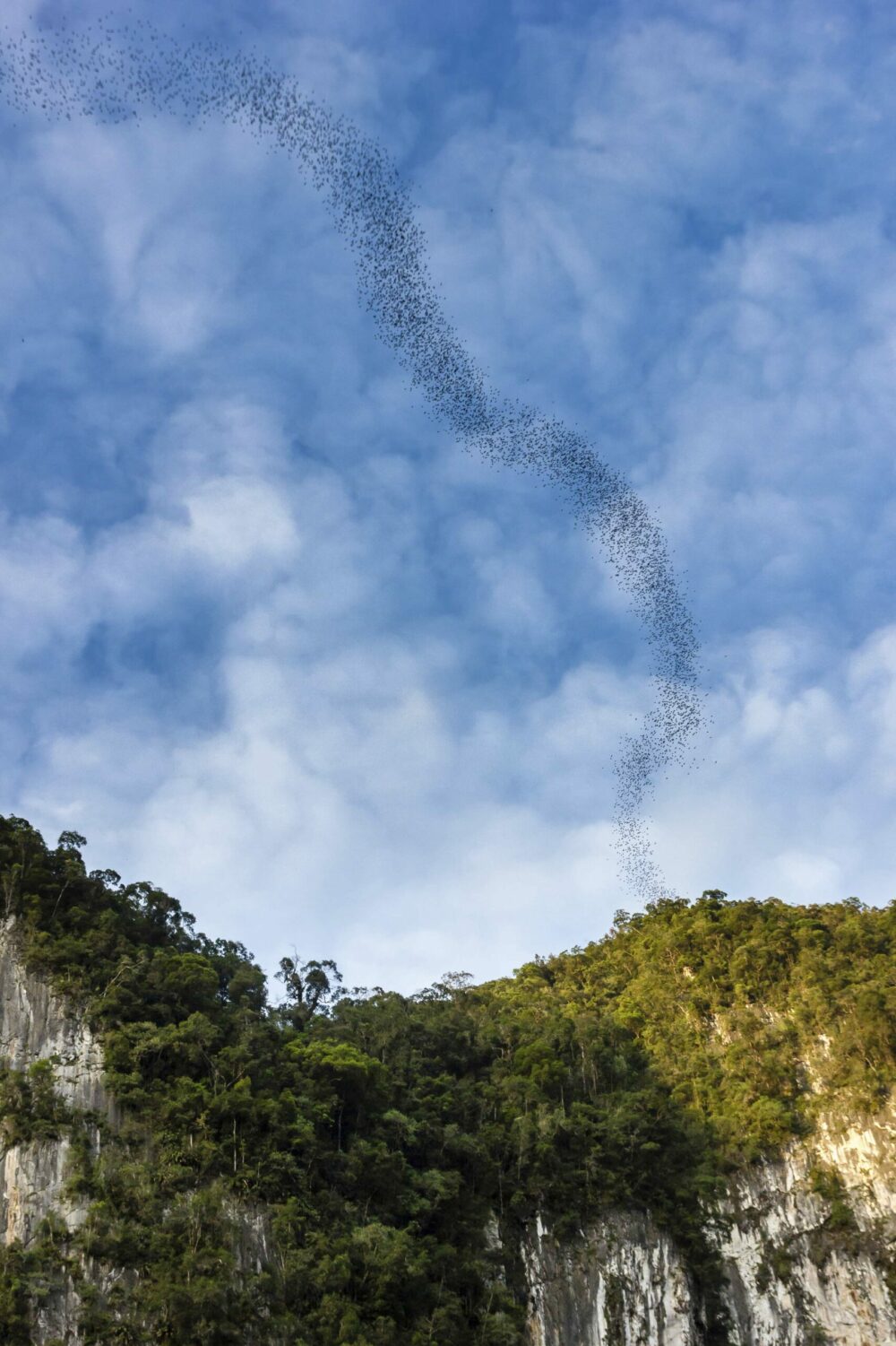 Plantation in Cameron Highlands, Malaysia