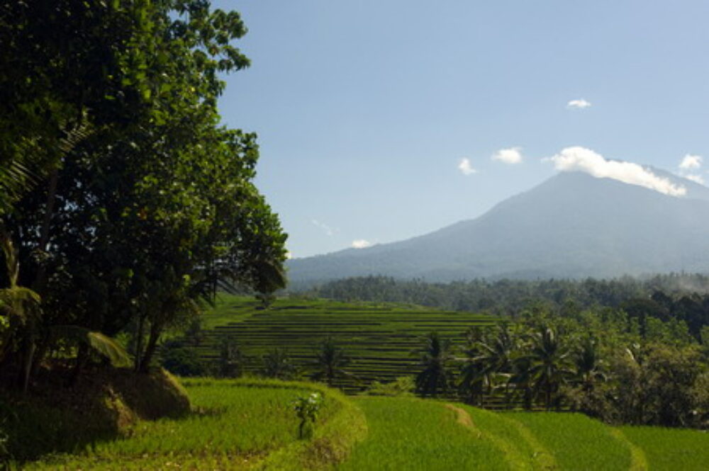 Kebun Villa Original Asia Belimbing vakantie Rondreis Bali pad