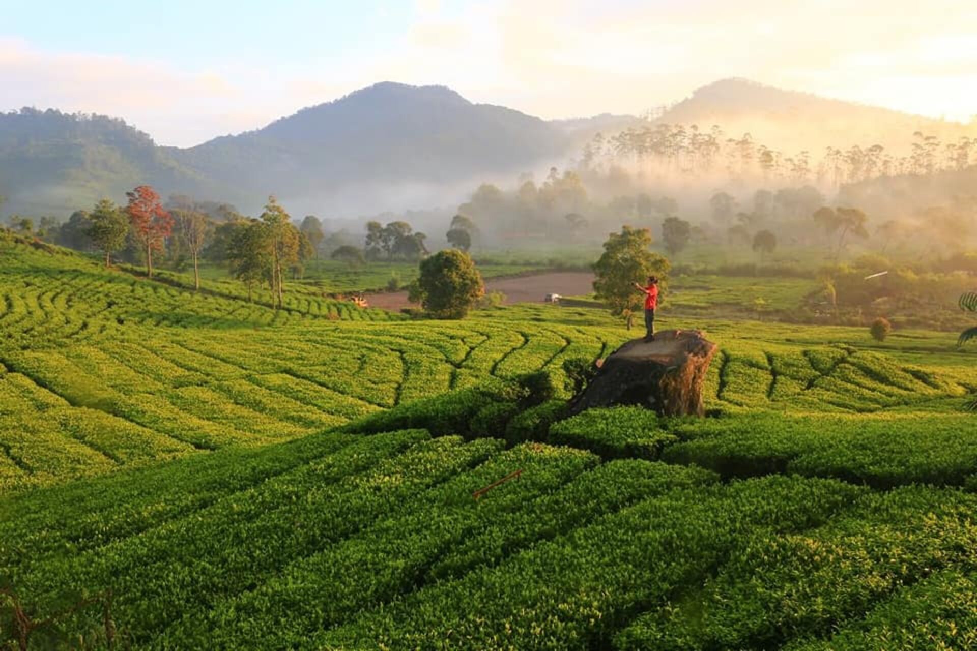 Agrowisata Malabar Bandung Rondreis Indonesia Vakantie Original Asia